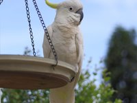 2009-12-05-0353 cockatoo at the seed tray.jpg